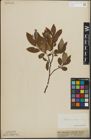 Foto von Salix lapponum L. x Salix silesiaca Willd.